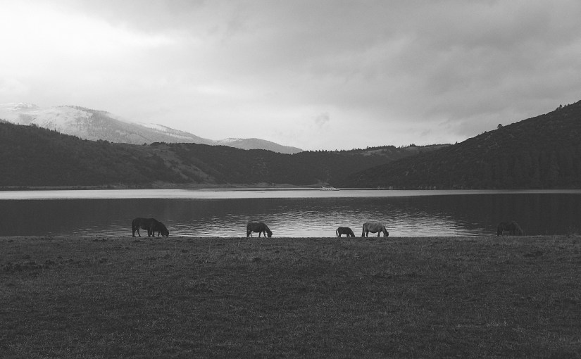 To help, or not to&nbsp;help